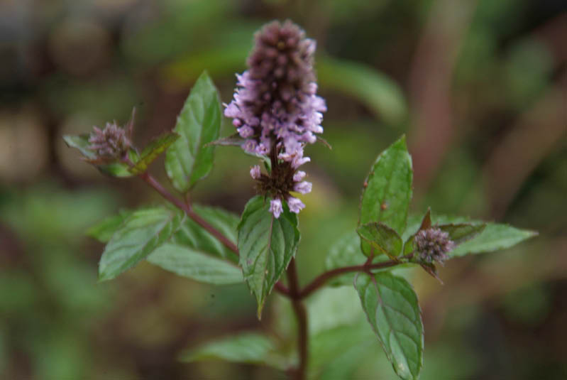 Mentha x piperita 'Nigra'Pepermunt bestellen